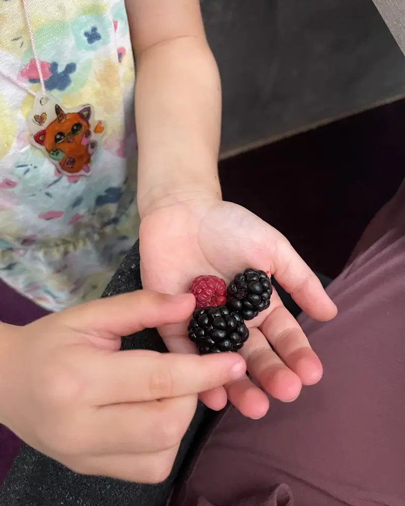12 von 12 im August - #3 Beeren